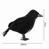 Black Crow Animal Model